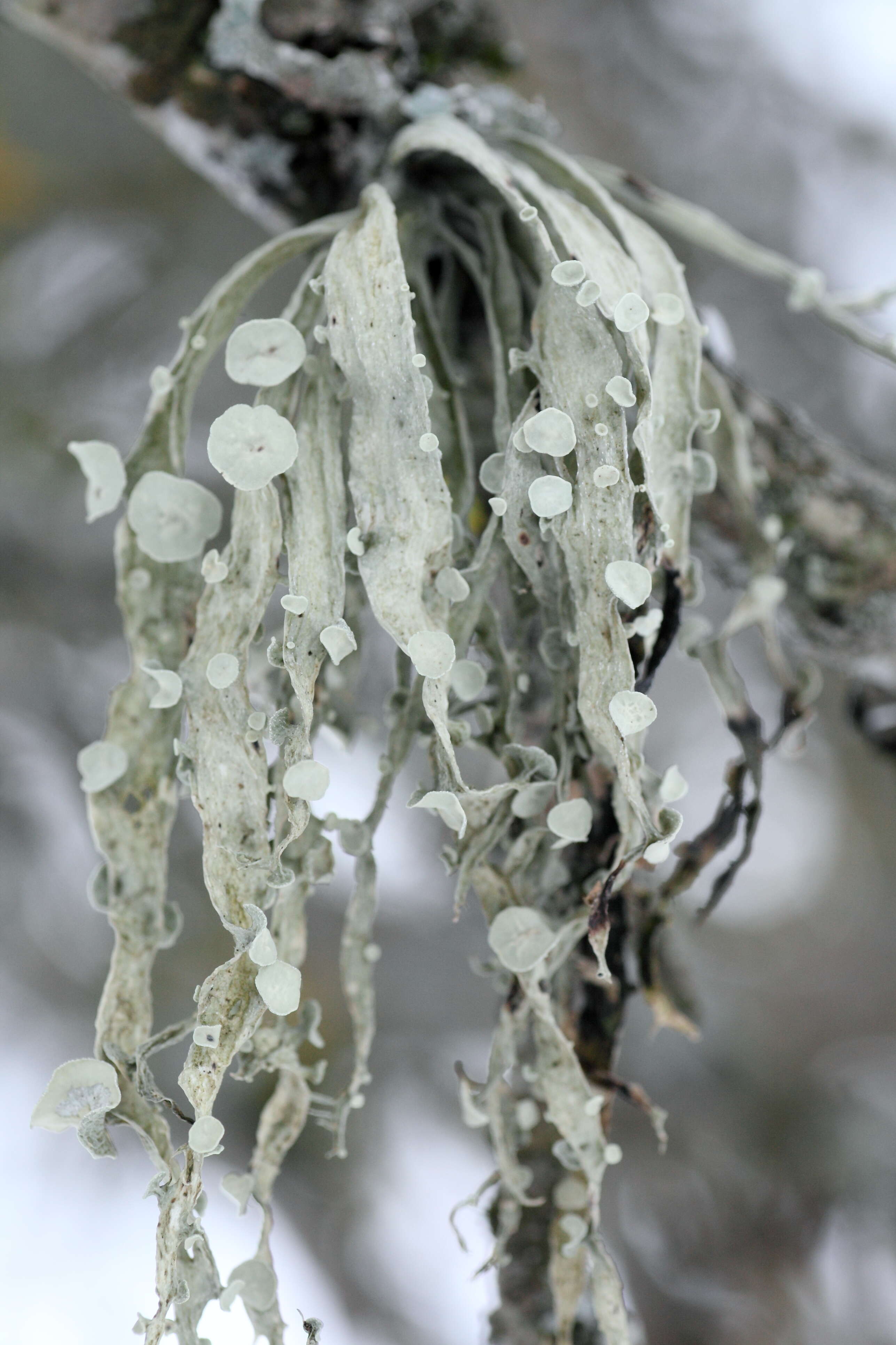 Image of cartilage lichen