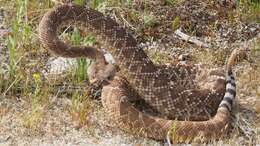 Image of Crotalus ruber ruber Cope 1892