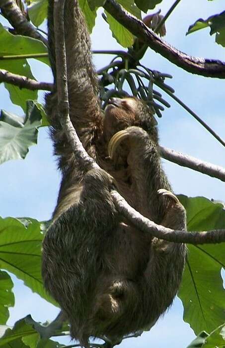 Image of Brown-throated Three-toed Sloth