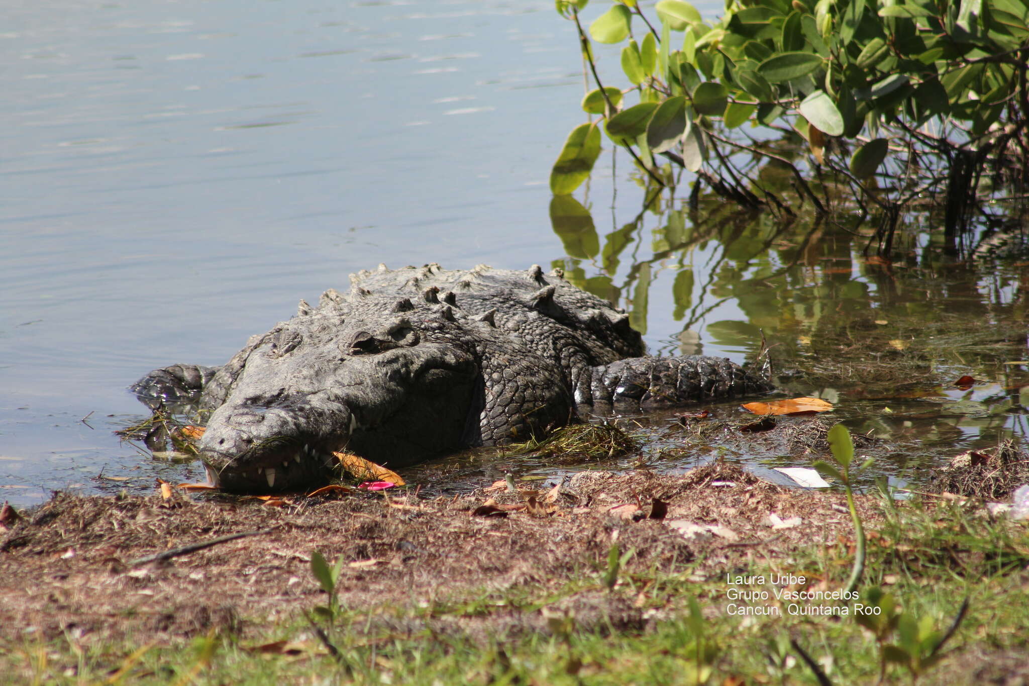 Image of Belize Crocodile