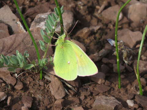 Colias meadii Edwards 1871的圖片