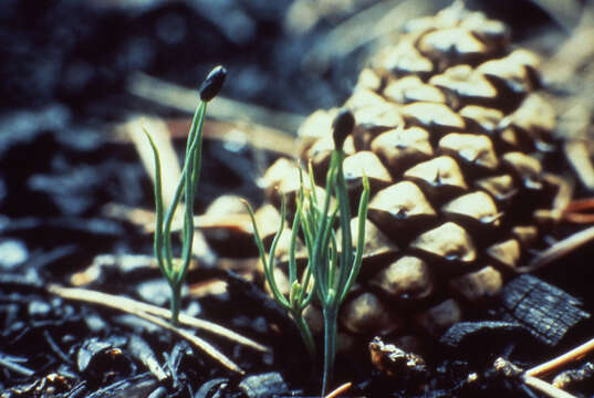 Imagem de Pinus contorta Douglas ex Loudon