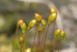 Image of meesia moss