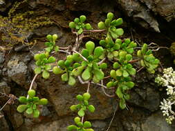 Image of Aeonium lindleyi subsp. viscatum (Bolle) Bañares