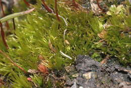 Image of meesia moss