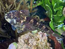 Image of Eastern Jumping Blenny