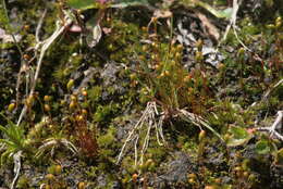 Image of meesia moss