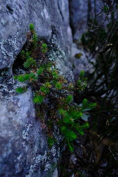Image of Staavia pinifolia Willd.