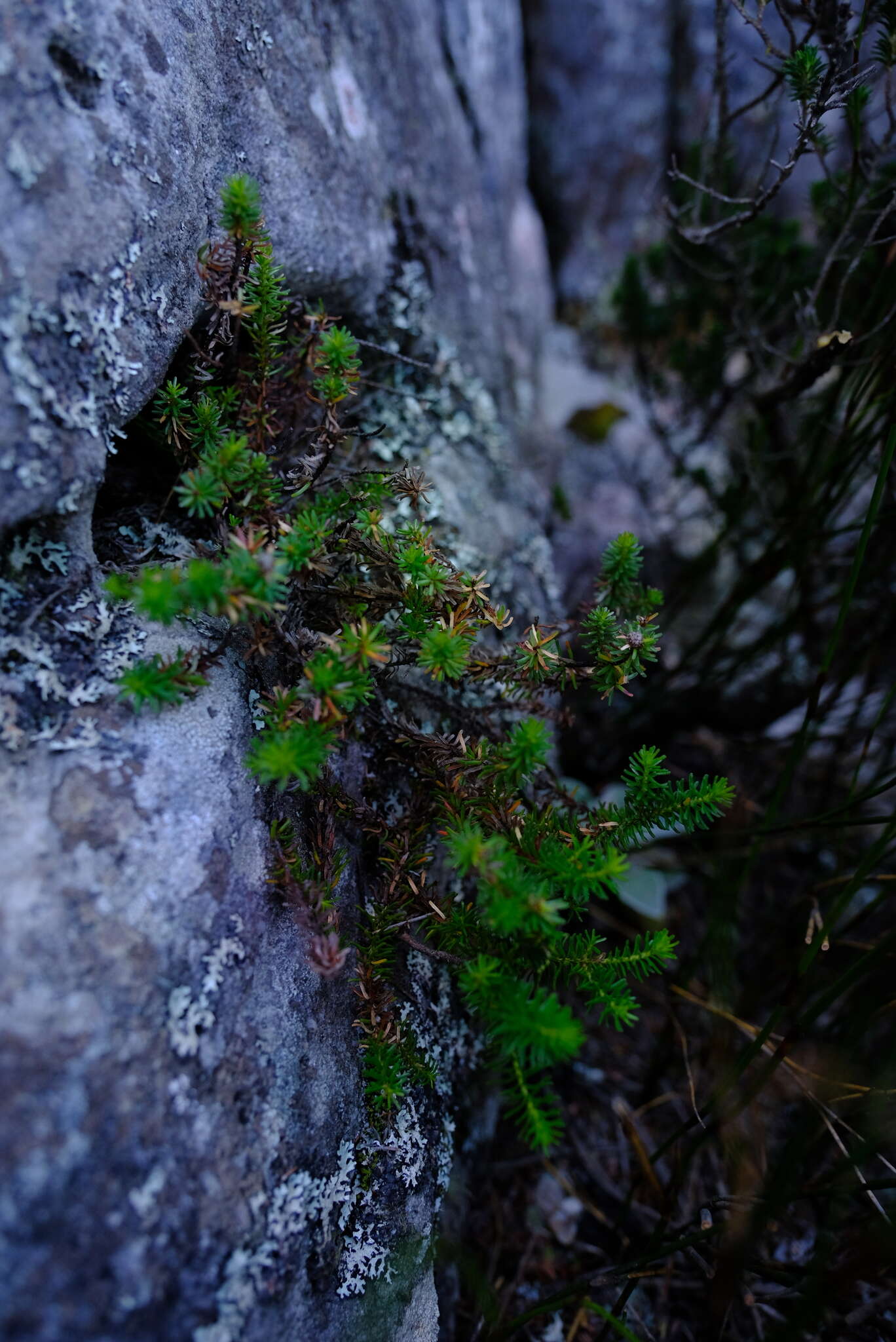 Sivun Staavia pinifolia Willd. kuva