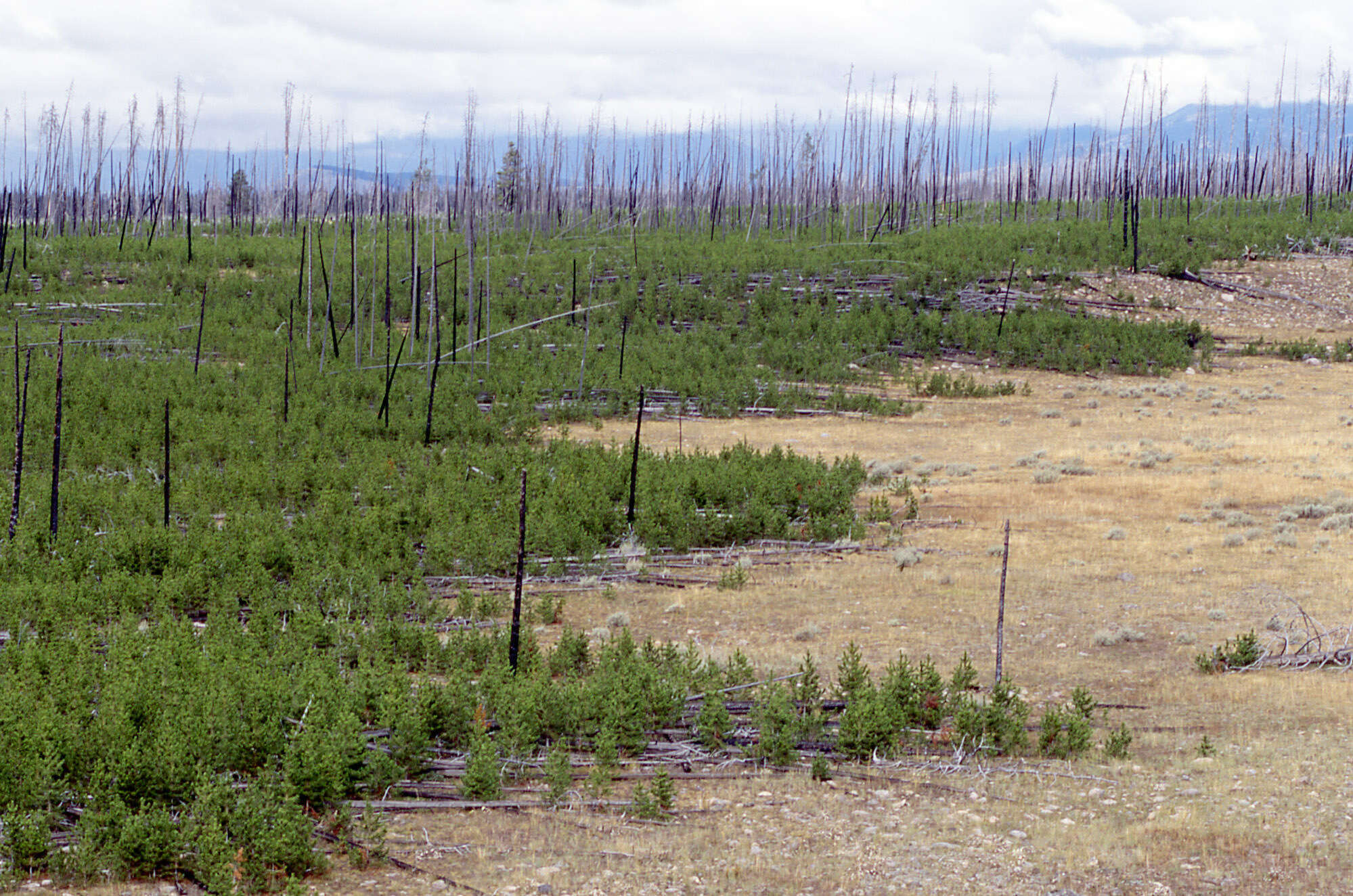 Imagem de Pinus contorta Douglas ex Loudon