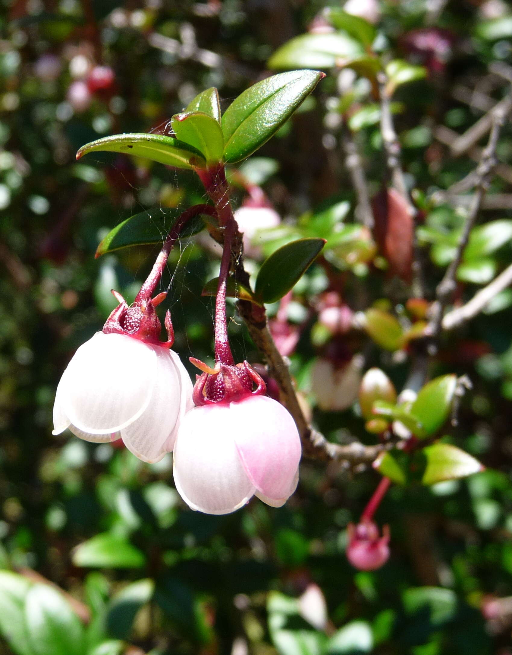 Image of Chilean guava