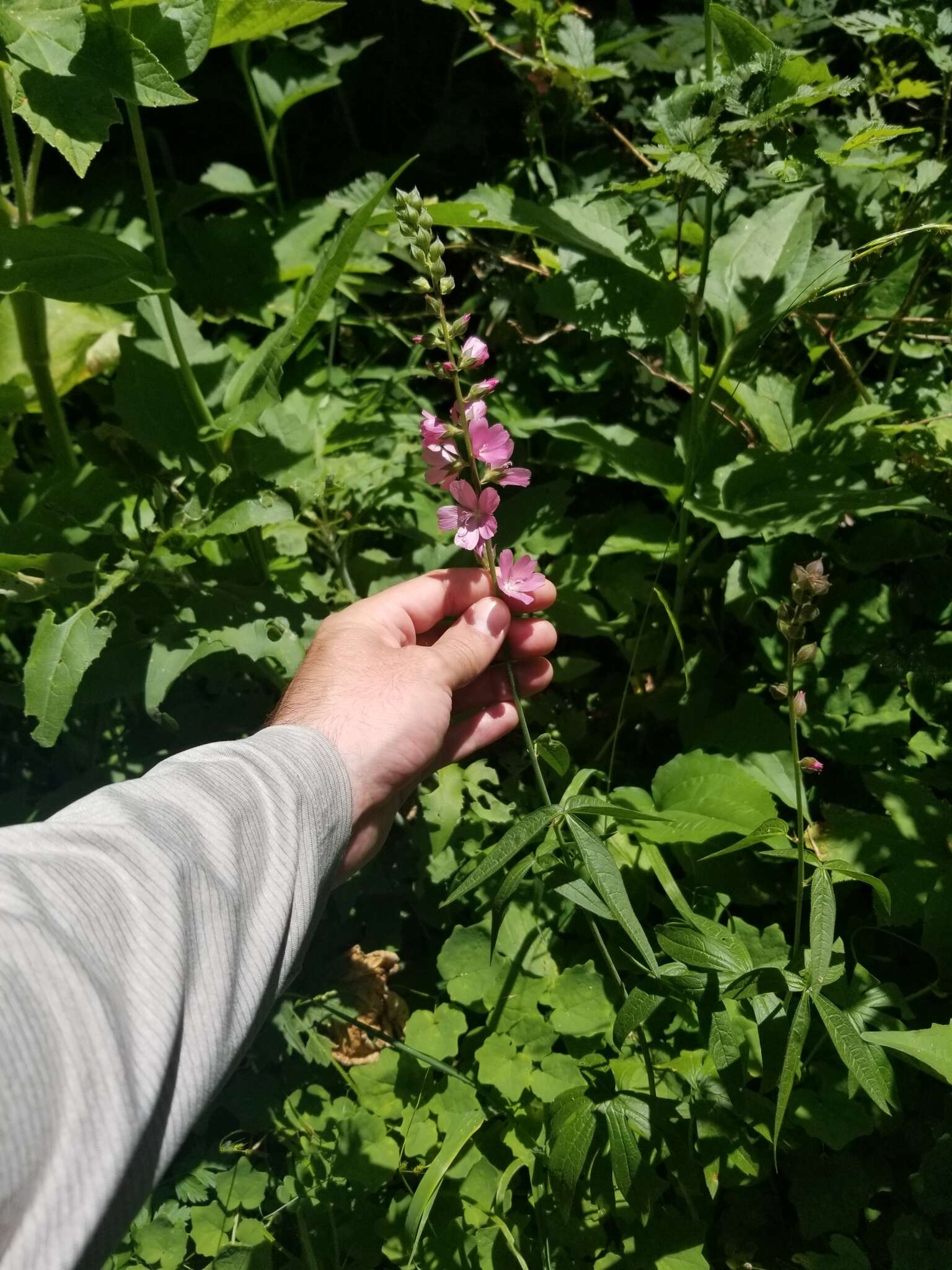 Sidalcea cusickii Piper的圖片