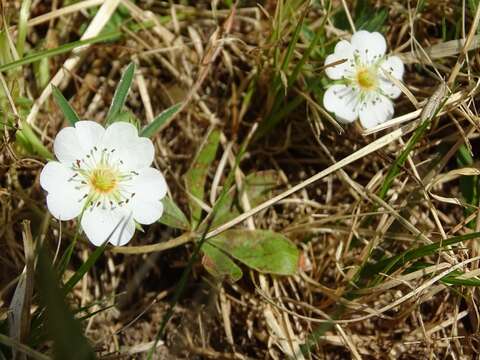 Image of White Cinquefoil