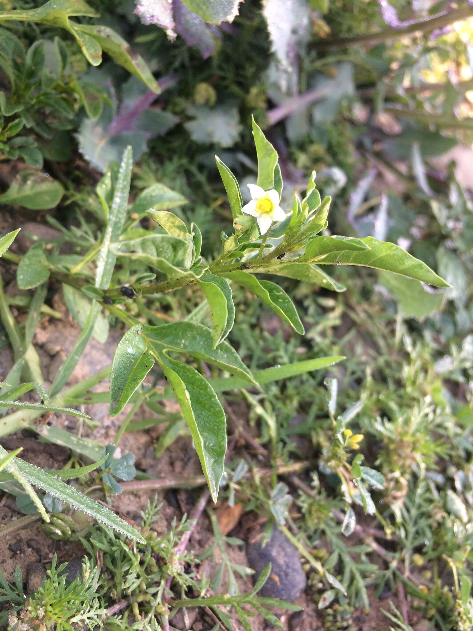 Image of Solanum palitans C. V. Morton