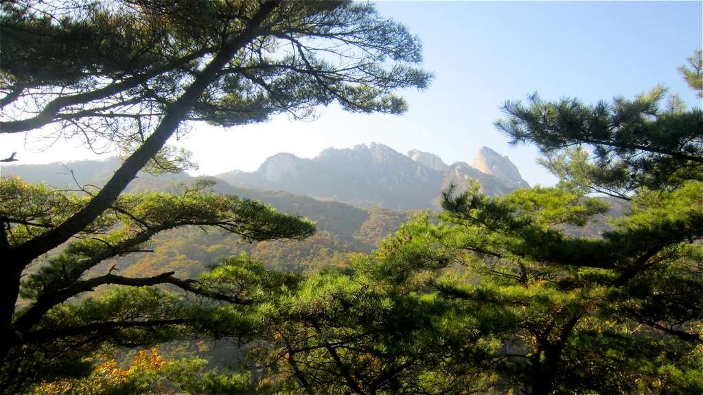 Image of Japanese Red Pine