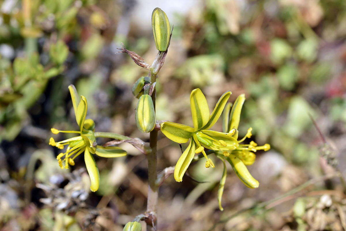 Imagem de Albuca sabulosa (U. Müll.-Doblies & D. Müll.-Doblies) J. C. Manning & Goldblatt