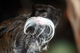 Image of Black-chinned Emperor Tamarin