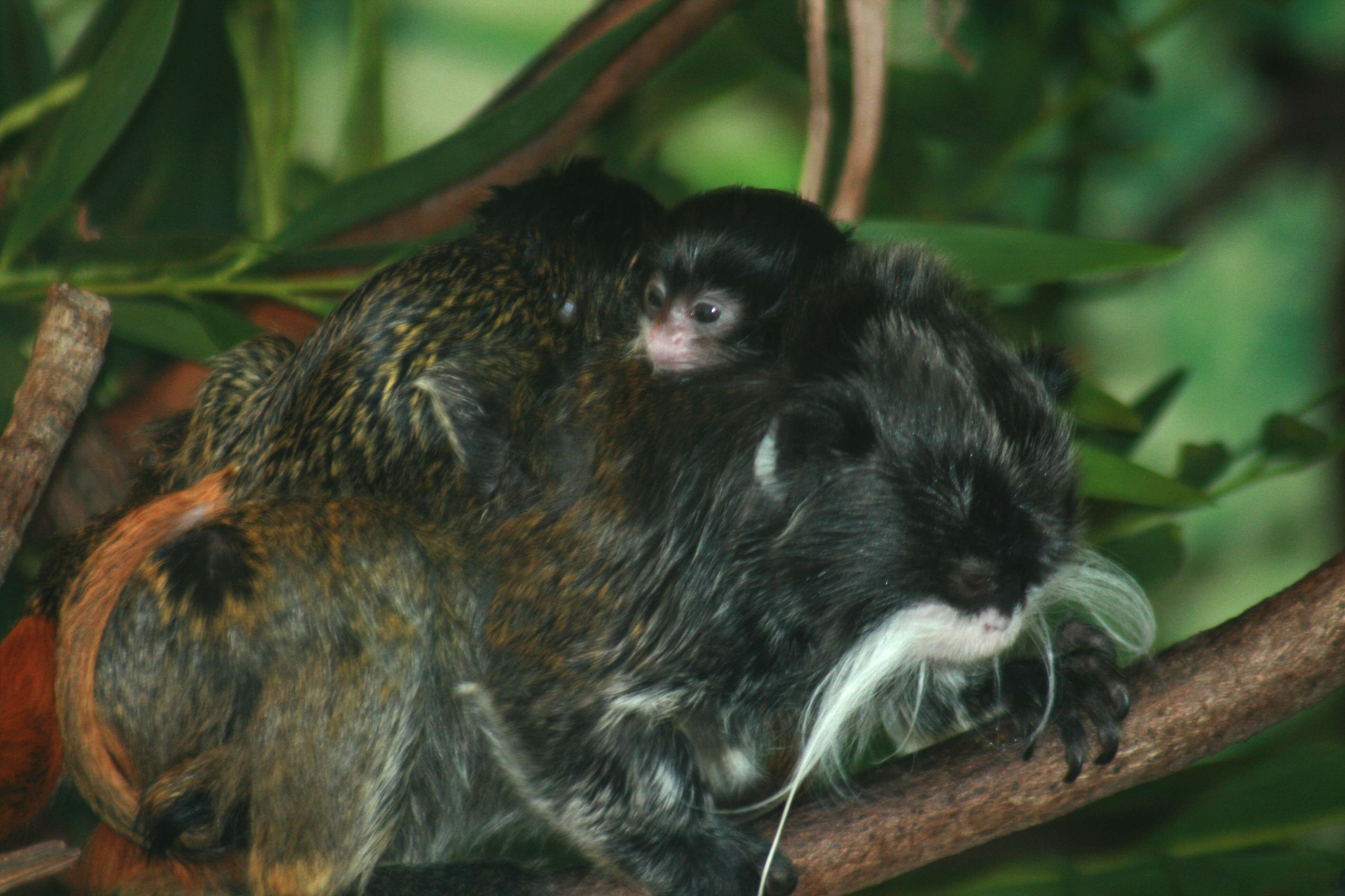 Image of Black-chinned Emperor Tamarin