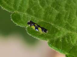 Image of Brazilian Leafhopper