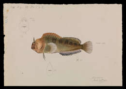 Image of Tasmanian Blenny