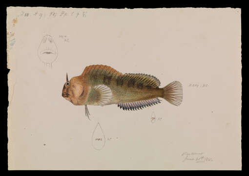 Imagem de Parablennius tasmanianus (Richardson 1842)