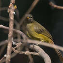 Image of Little Grey Greenbul