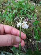 Image of Italian Garlic