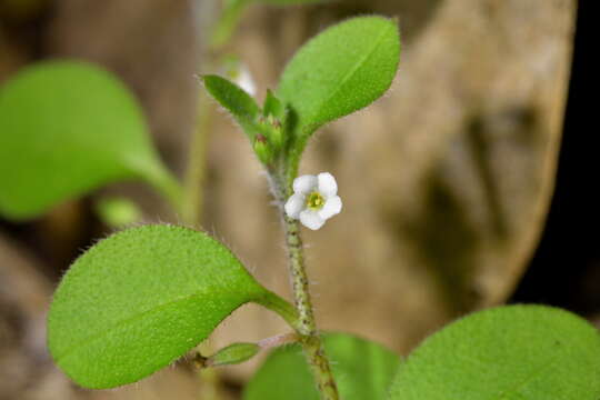 Imagem de Myosotis spathulata Forst. fil.