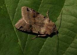 Agrochola litura Linnaeus 1761 resmi