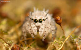 Image of Sheepy Jumping Spider