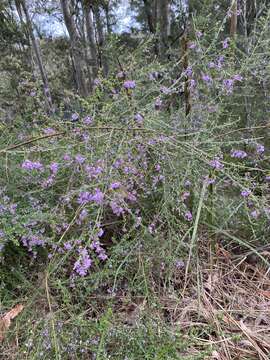 Image of Prostanthera incana A. Cunn. ex Benth.