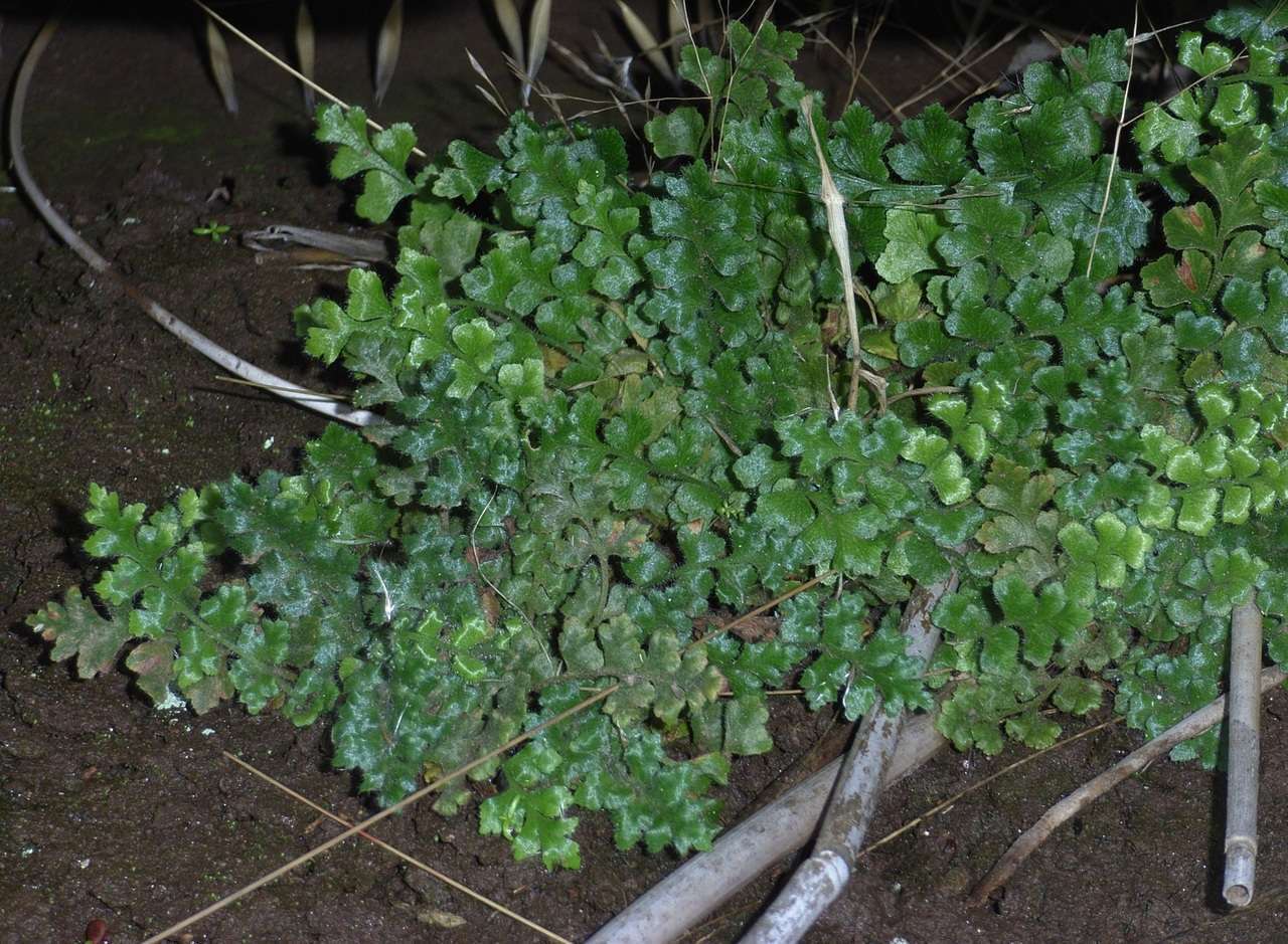 Sivun Asplenium subglandulosum (Hook. & Grev.) Salvo, Prada & T. E. Diaz kuva