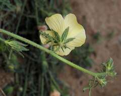 Image of Hibiscus palmatus Forsk.