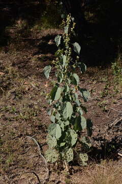 Imagem de Abutilon angulatum (Guill. & Perr.) Mast.