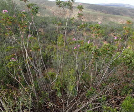 Image of Pelargonium glutinosum (Jacq.) L'Her.