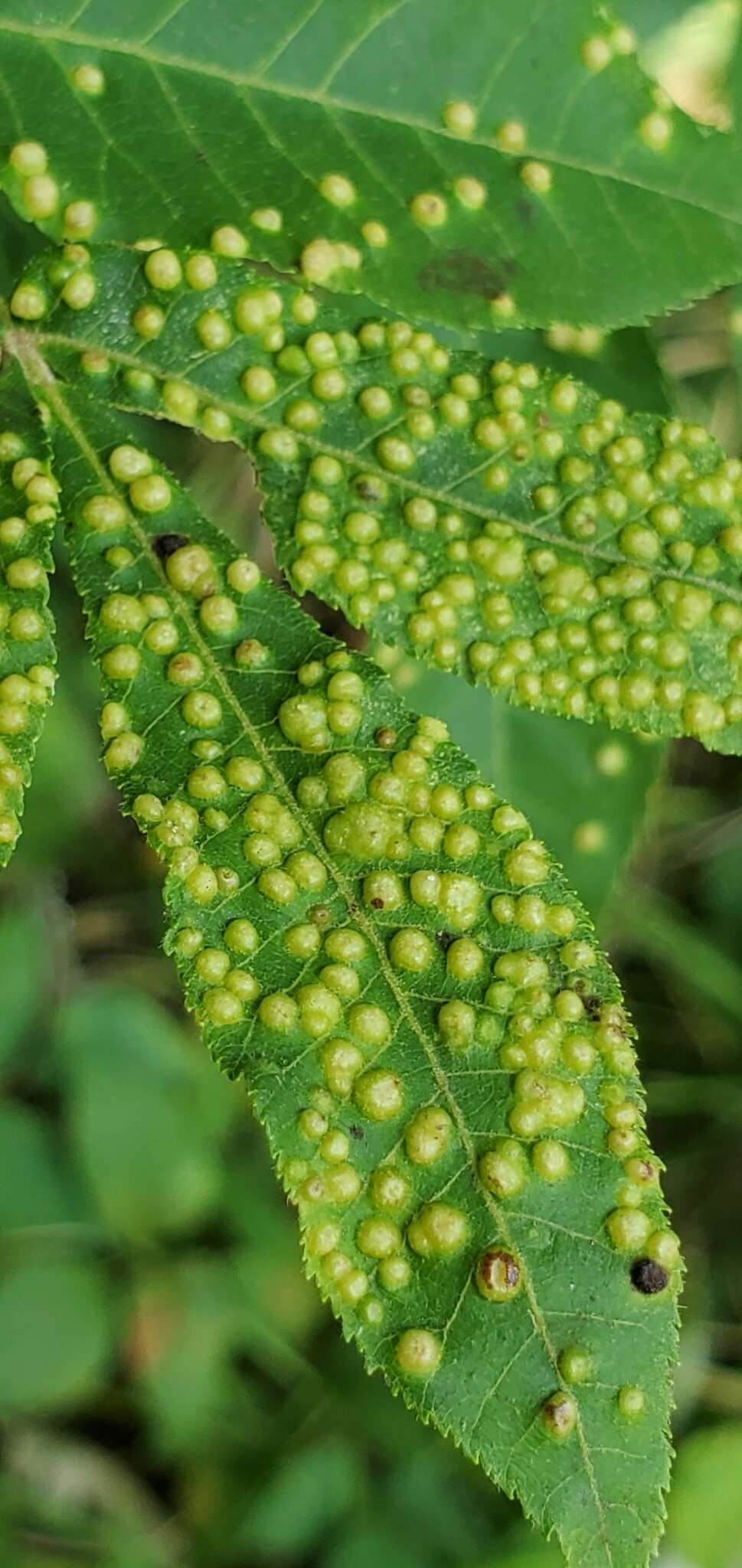 Image of Phylloxera caryaesemen (Shimer 1869)