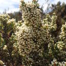 Image of Ozothamnus hookeri Sond.