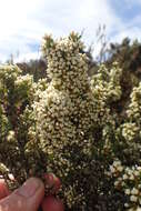 Image of Ozothamnus hookeri Sond.