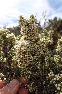 Image de Ozothamnus hookeri Sond.