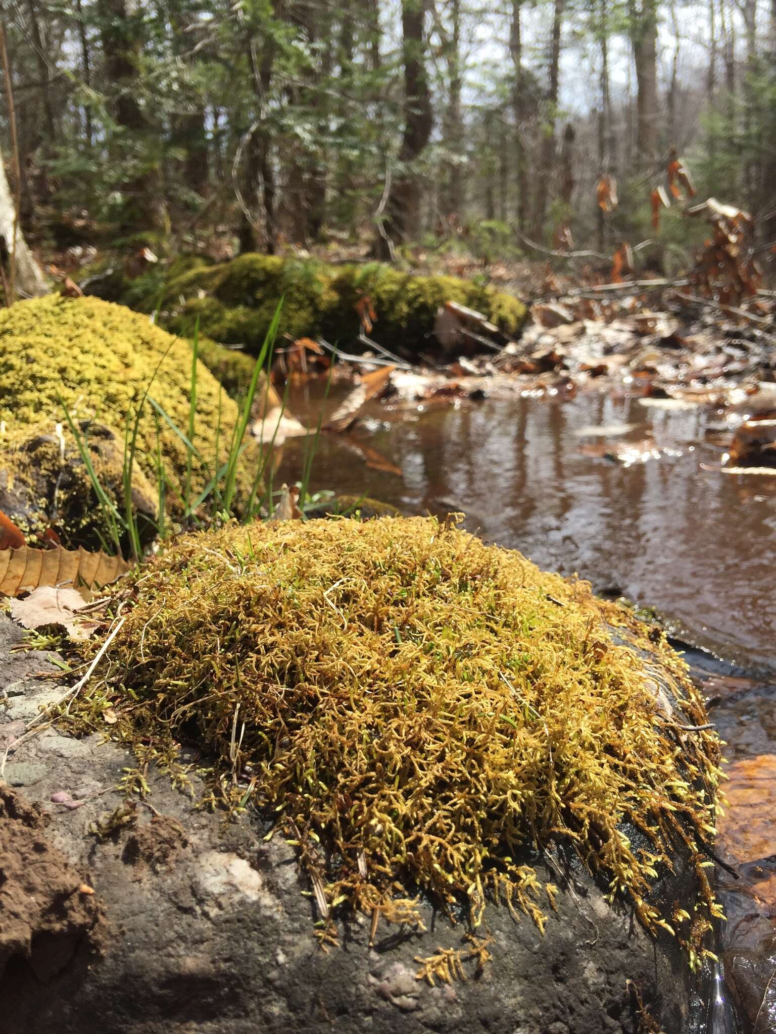 Image of hylocomiastrum moss