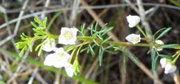 Image of Boronia pilosa Labill.