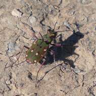 Image of Cicindela (Cicindela) maroccana maroccana Fabricius 1801