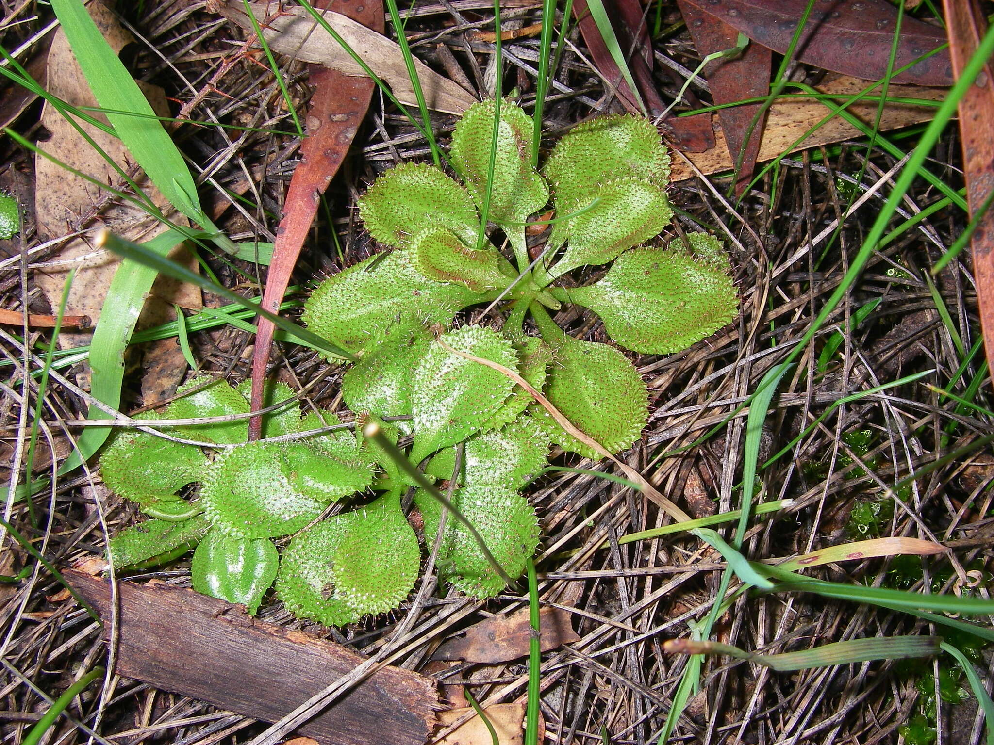 Image of Drosera praefolia Tepper