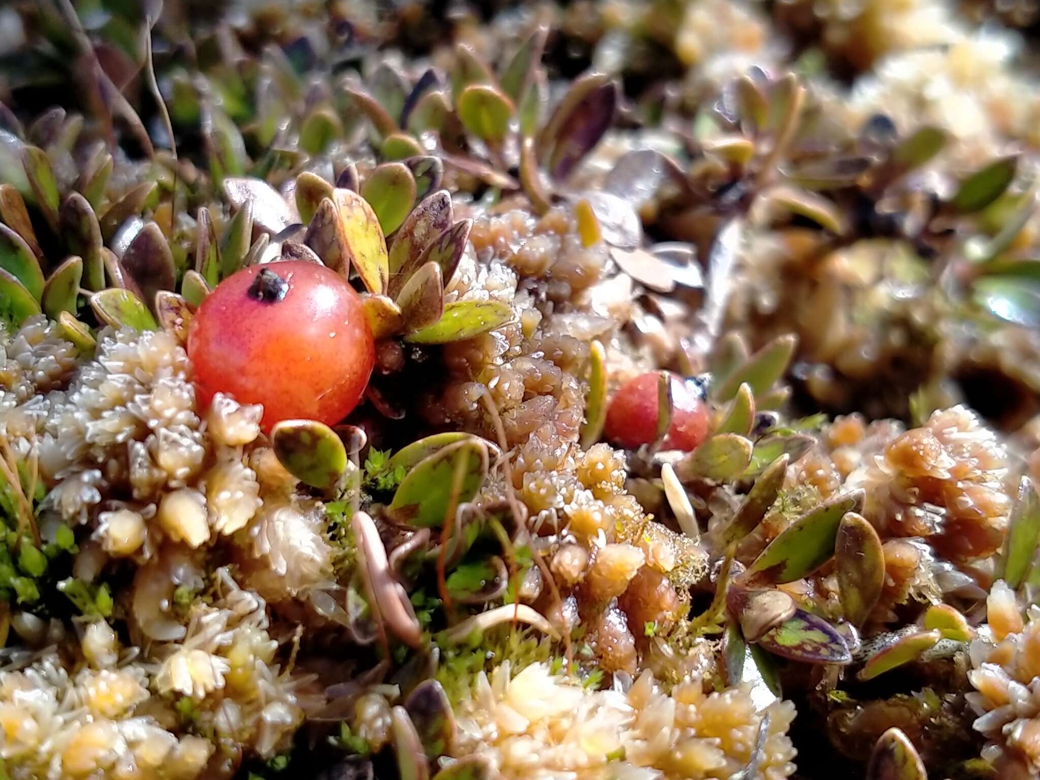 Image of Coprosma perpusilla Colenso