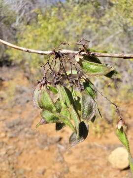 Sivun Ormocarpum bernierianum (Baill.) Du Puy & Labat kuva