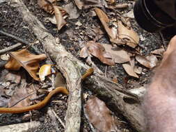 Image of Seychelles Wolf Snake