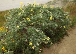 Image of yellow bush lupine