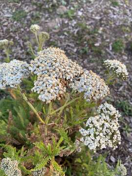 Image of California yarrow