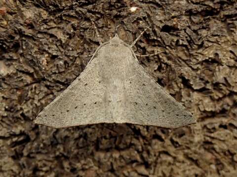 Image of Oenochroma subustaria Walker 1860