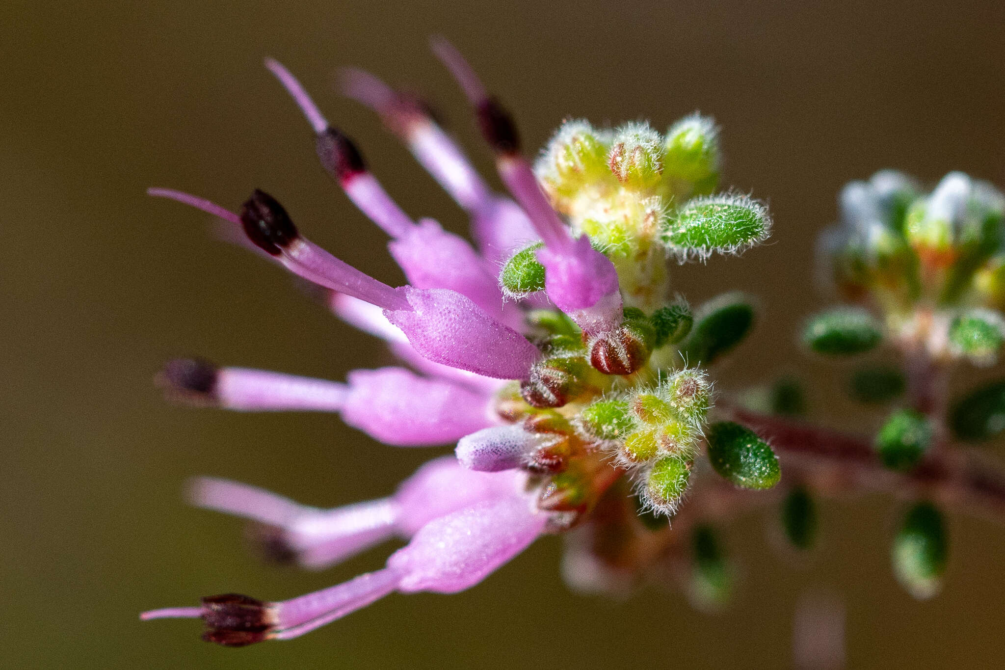 Plancia ëd Erica paucifolia subsp. ciliata (Klotzsch) E. G. H. Oliver